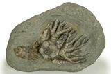 Fossil Crinoid Plate (Two Species) - Crawfordsville, Indiana #310196-1